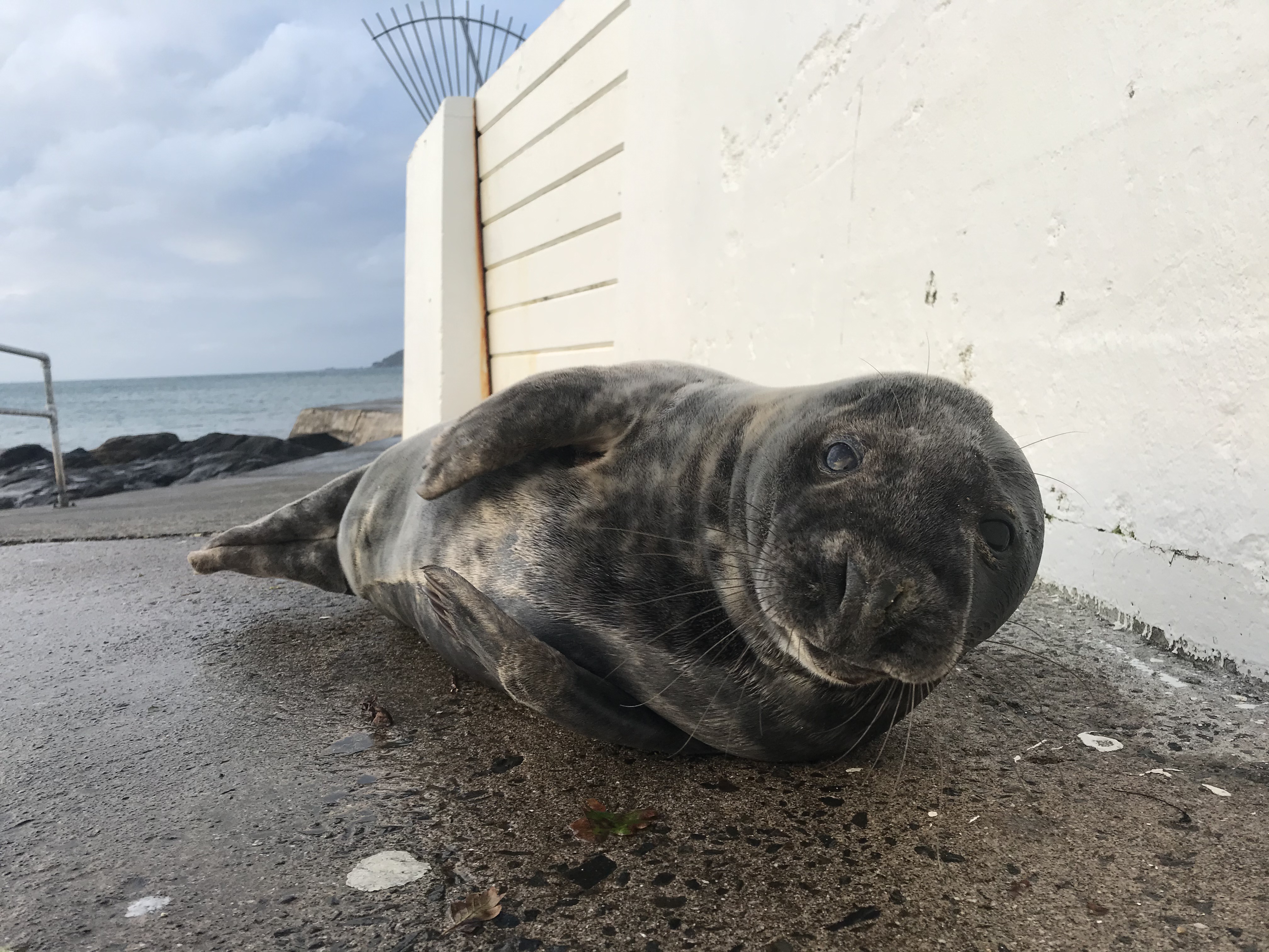 Seal Picture