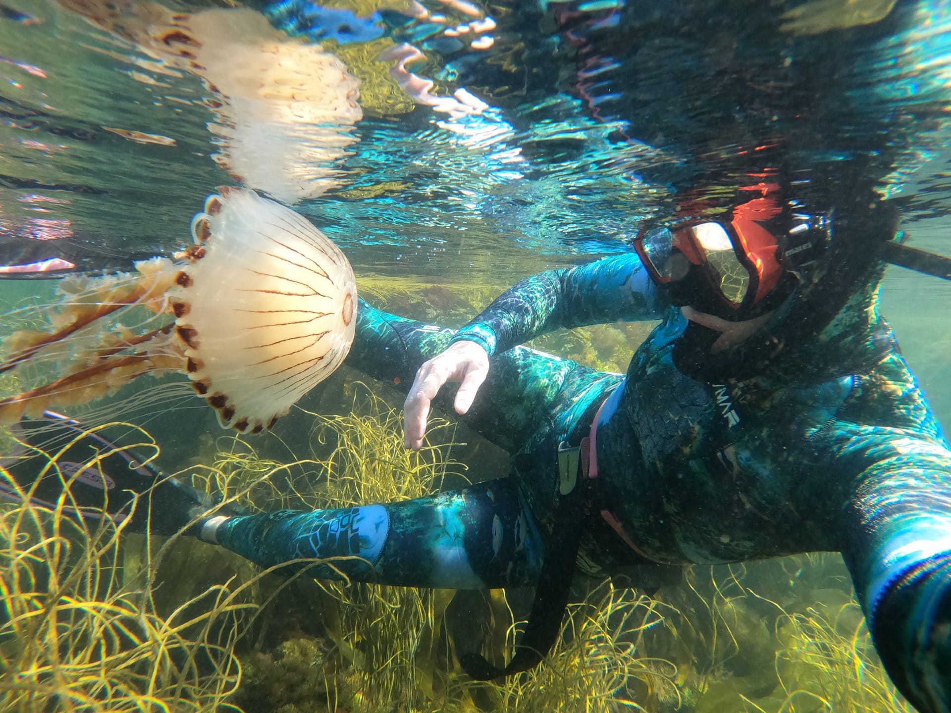 compass jellyfish